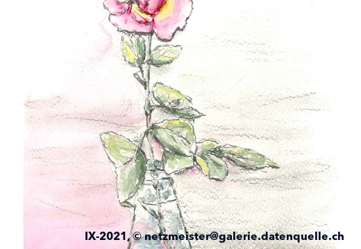 rose gezeichnet-aquarelliert
